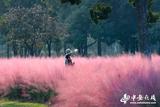 合肥：粉黛乱子草扮靓巢湖岸线