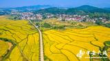 庐江：金秋山乡“丰”景美