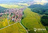  枞阳县：秋日田园 丰收美景