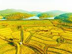 多彩稻田画 绘就好“丰”景