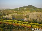 合肥蜀山森林公园层林尽染【组图】 