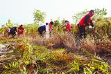 马鞍山：清除“一枝黄花” 保卫绿色家园