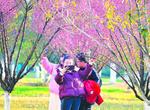 梅景如画迎春来