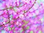 春光人不觉 梅花入梦香