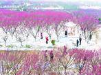 踏雪寻梅