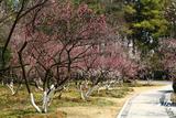 国家林草局：国家植物园植物迁地保护能力大幅提升