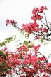 杜鹃花开 映红山野