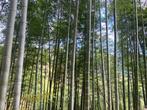 推动“以竹代塑”发展 安徽出台实施方案