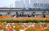 蚌埠靓淮河：铁路桥下百亩梦幻花海
