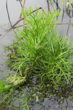 国家二级重点保护植物粗梗水蕨现身庐江黄陂湖