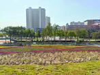 马鞍山城区“菜地”变身绚丽花园