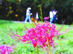 巢湖市卧牛山公园彼岸花正尽情绽放
