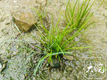 黄山休宁发现“水生植物大熊猫”中华水韭