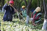 亳州市区绿化树木穿上“防护衣”