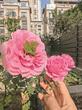 月季花花蕊中咋长出了绿叶？芜湖园林专家：出现了“台阁现象”
