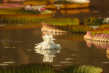 植物中的“巨无霸”！合肥“王莲”依然盛放  