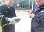 受伤“小鹰”竟是国家二级保护动物 阜南警方暖心救助　