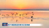 桐城菜子湖湿地迎来候鸟迁徙高峰