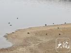 首次发现绿眉鸭 肥西记录到2896种生物物种