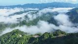 池州：从两棵树到一片林 五代人接力守护红豆杉