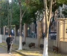 五头野猪在合肥街头狂奔！警察妥善处置，无人员伤亡