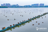 铜陵西湖湿地候鸟翔集