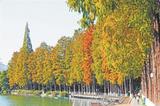 芜湖九莲塘公园 水杉色彩斑斓