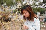 合肥的蜡梅开花了