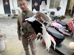 广德：林中“白凤凰” 放归自然