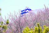 马鞍山：生态赋能增绿意 植树造林绘新篇