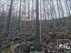 歙县与绩溪县开展毗邻山场松材线虫病疫木除治联动互查