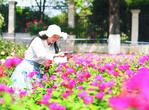巢湖卧牛山公园万余株月季迎来盛花期