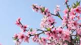 歙县：桃花朵朵迎春开 灿若云霞漫山野