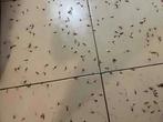 白色预警！池州已有人家中出现白蚁