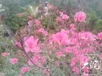 春游江淮请您来| 走，去杜鹃岭赏野生杜鹃花
