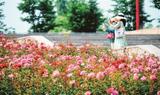 芜湖十里江湾公园月季花田迎来全盛期