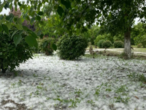 又“飘雪”了！飞絮困扰怎么治？