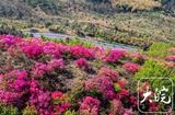 庐江：花开映山红 车在画中行