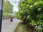 ﻿合肥街头石楠花开，“yue”气味让市民直呼一言“楠”尽