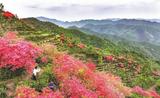 宣城旌德：茶园盛开映山红