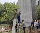 古树专家谈李鸿章白玉兰：保护好可再存活50年