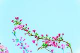 花有约 春不误