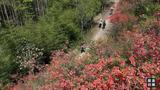 歙县：野生杜鹃始盛开 半山红艳半山翠