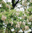 槐花飘香 