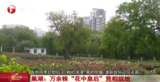 巢湖：万余株“花中皇后”竞相绽放
