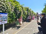 怀远千米蔷薇花海盛开迎客 成热门“网红打卡地”