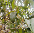 合肥桂花缘何春日绽放？专家：属正常现象