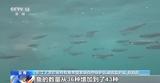 生物多样性保护“上大分” 我国200多种野生动物恢复性增长