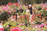 淮北相山公园月季花开 惹人醉