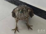 巢湖警民联手救助“落难”猫头鹰幼崽